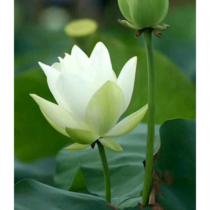 念正