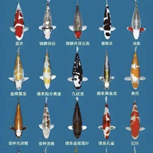 渔悦坊锦鲤二店