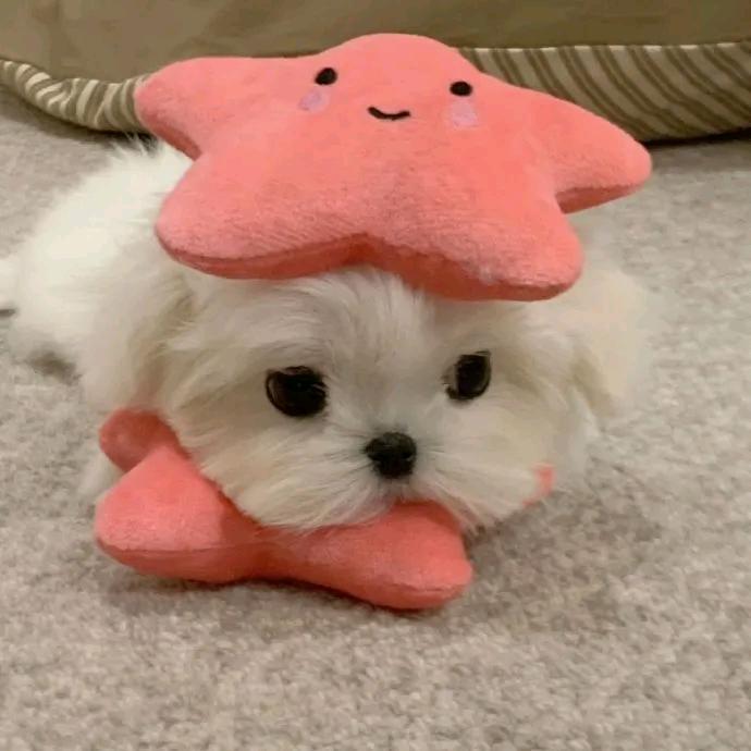 小奥奥奥奥吃奥利奥🌈