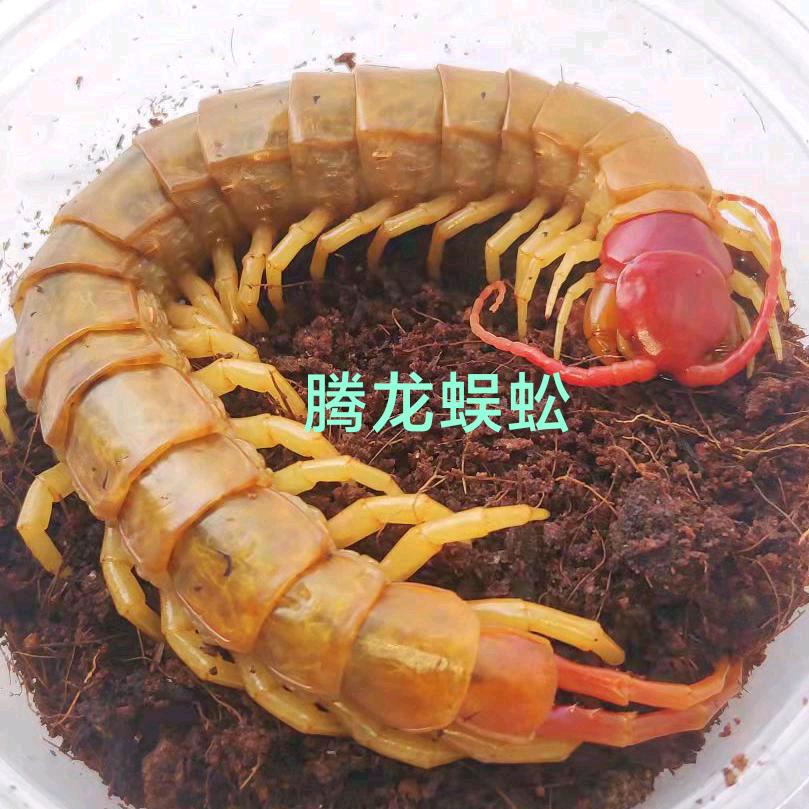 谷城腾隆蜈蚣养殖基地