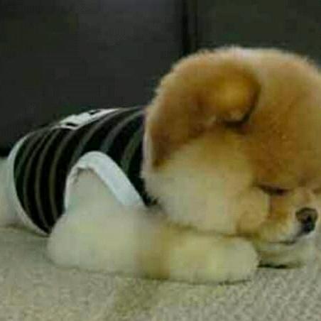 小飞鱼