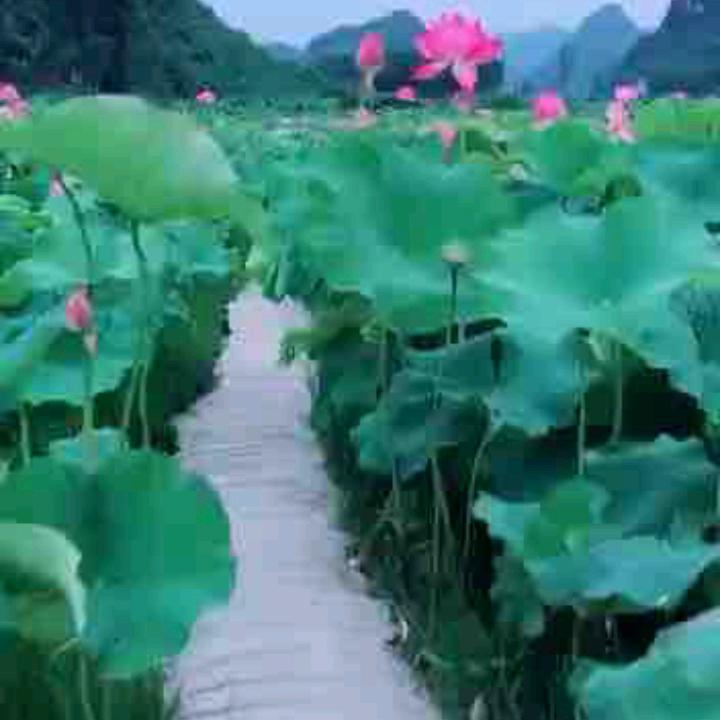 顺其自然