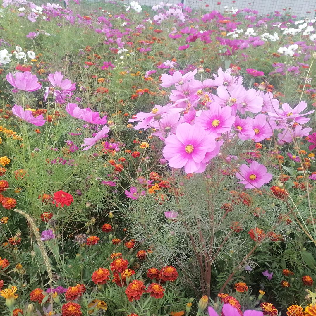 安安姥姥的农村生活