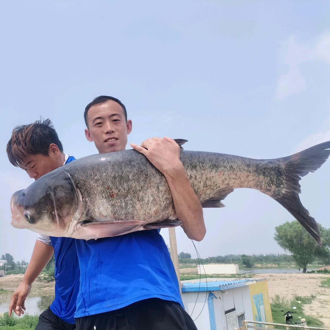 郑州青鲢大物