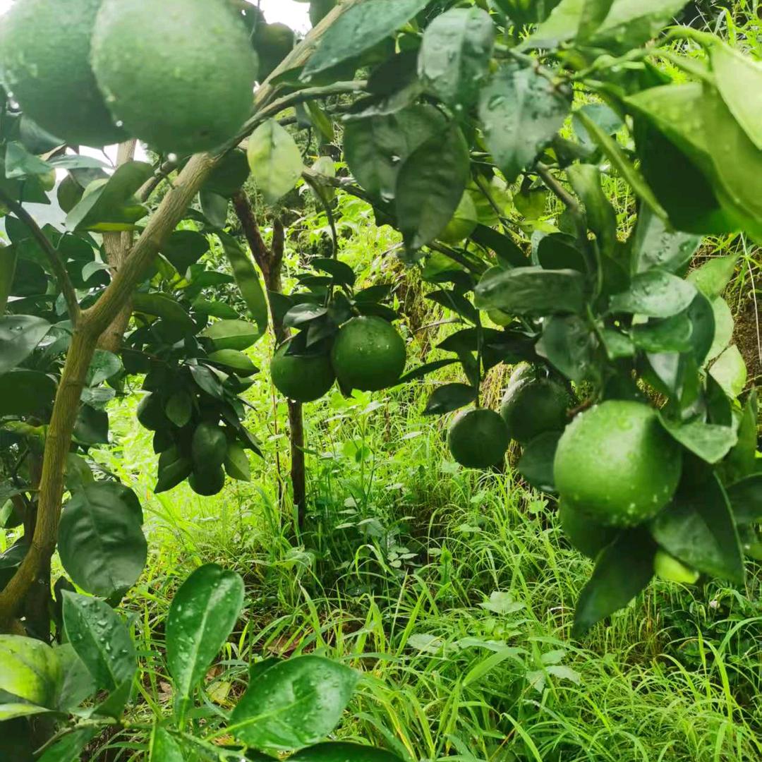希望总在风雨后