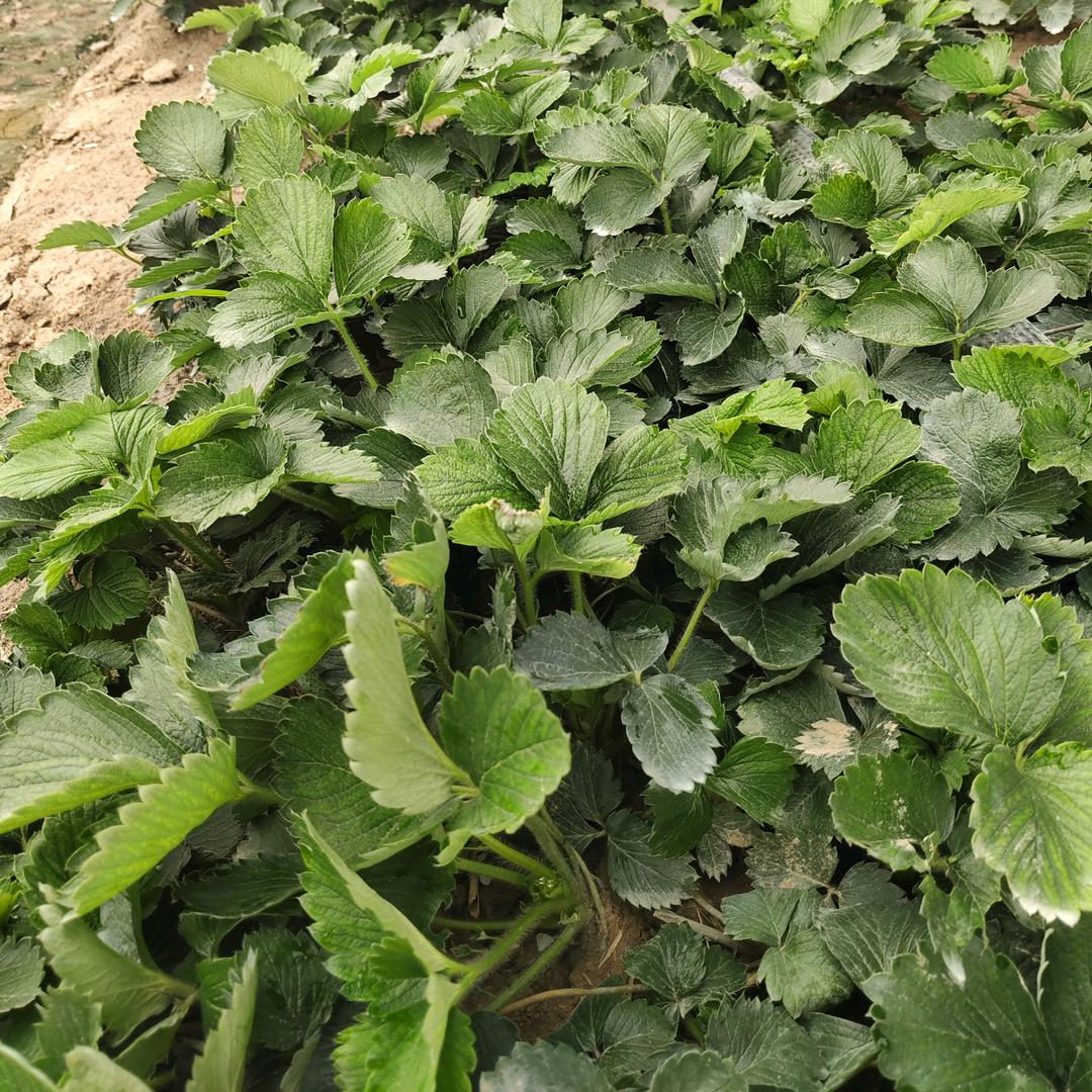 大叶红颜育苗育苗基地
