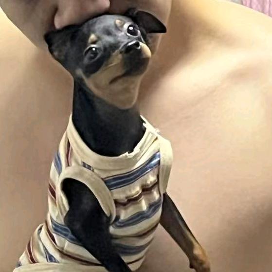 大连市甘井子区蒂熹宠物用品店