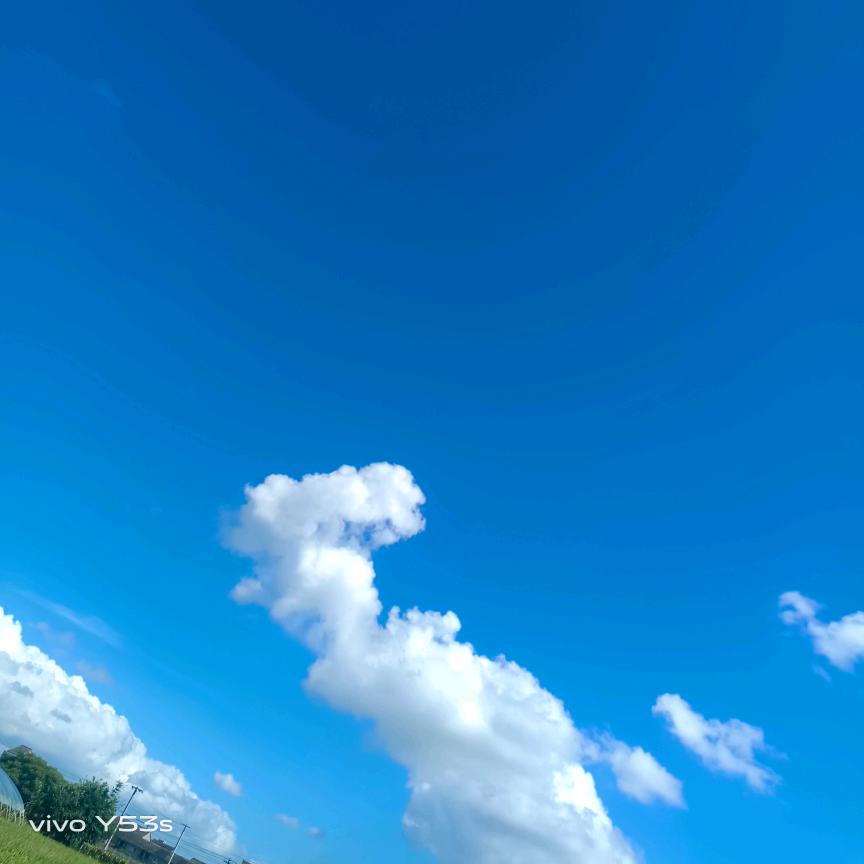 杨…