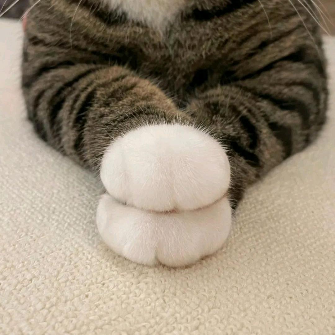 大 福 君 .