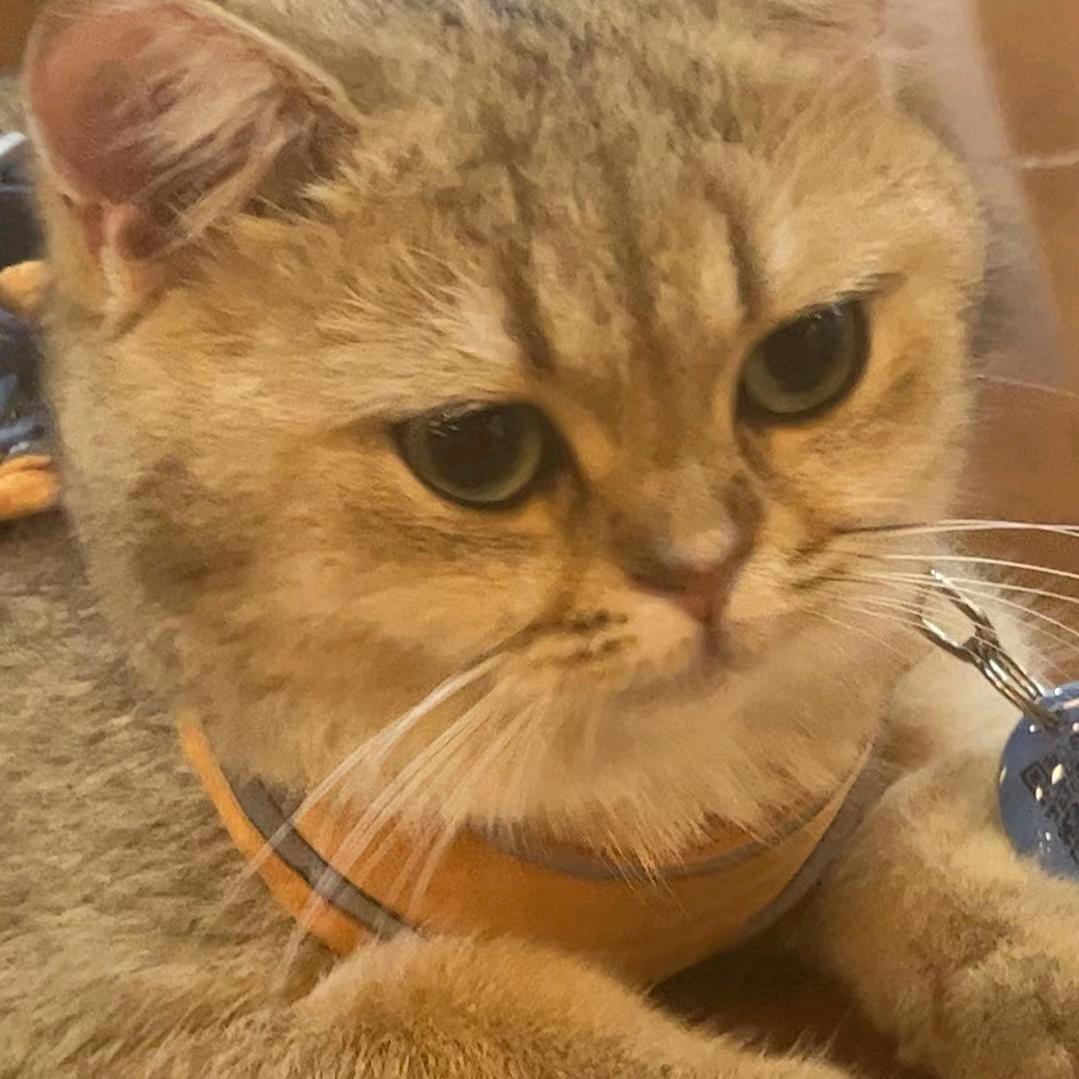 西西🥥