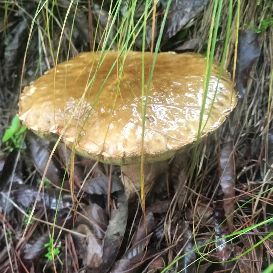 伏牛山货甄选