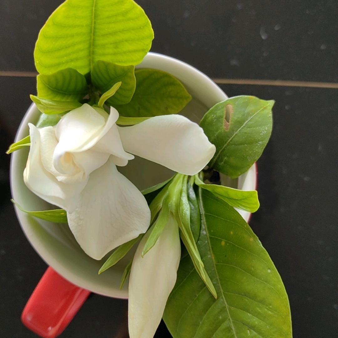 栀子花