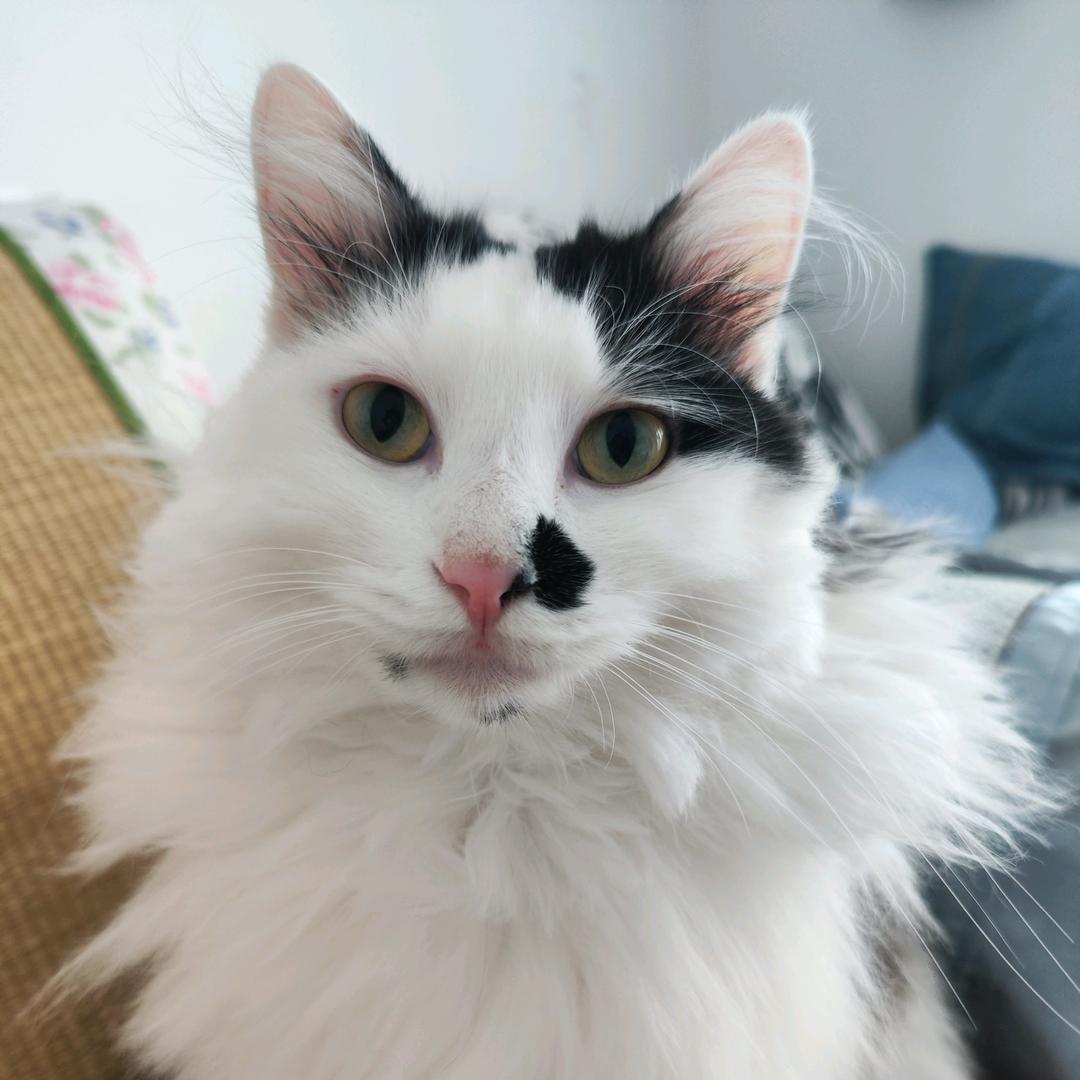 正义的猫