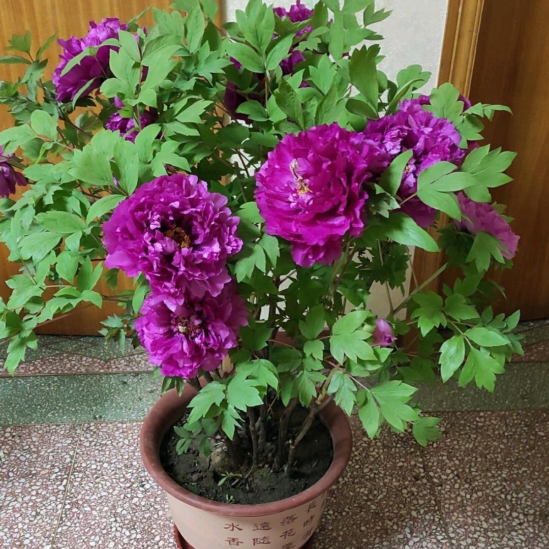 花巧美广州花巧美商贸有限公司园艺专卖店