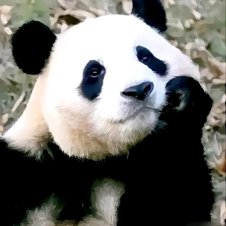 困困的熊猫