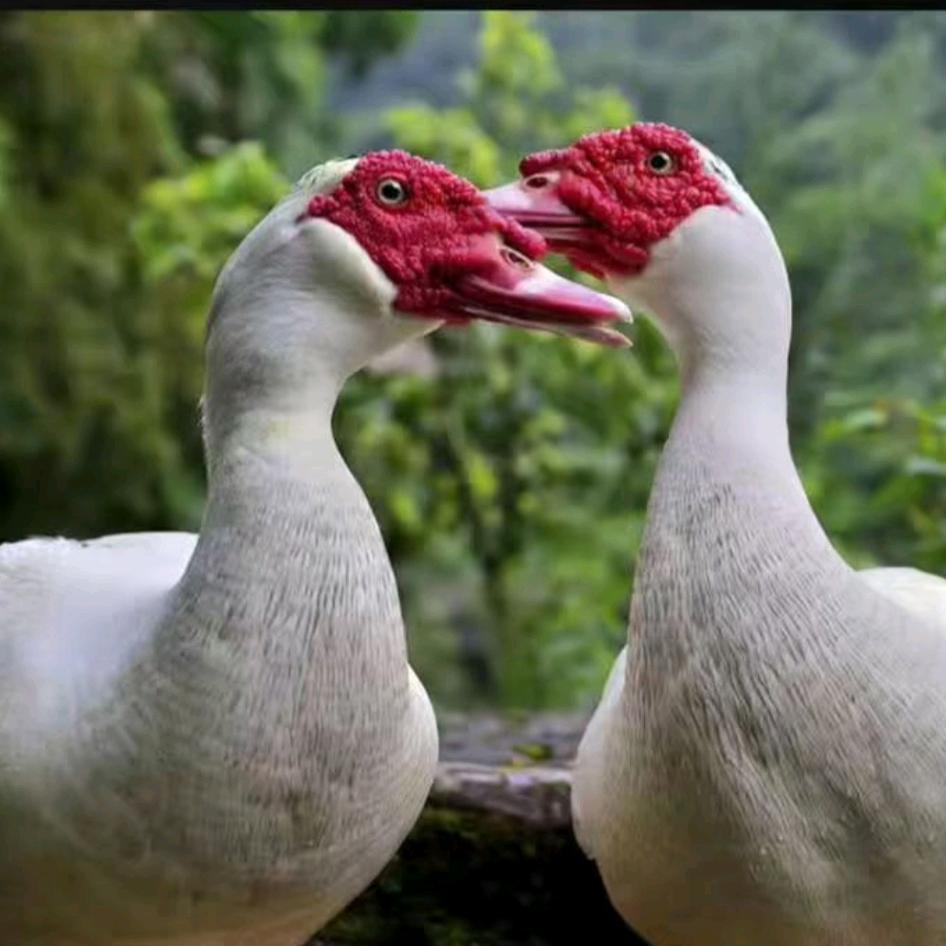 蓬壶黑猫鸭王美山20组