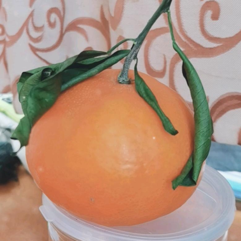 桔子熟了