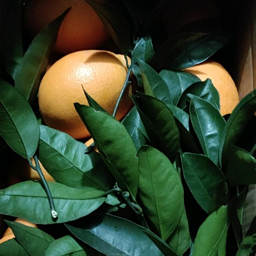 ꧁阳光果粒成ℒℴѵℯ