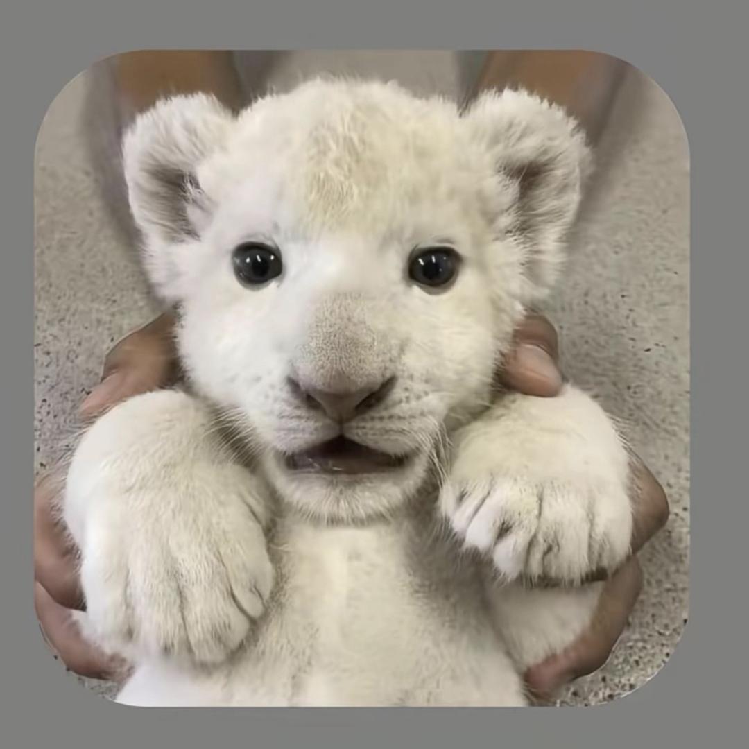 海边的曼彻斯特🌬️