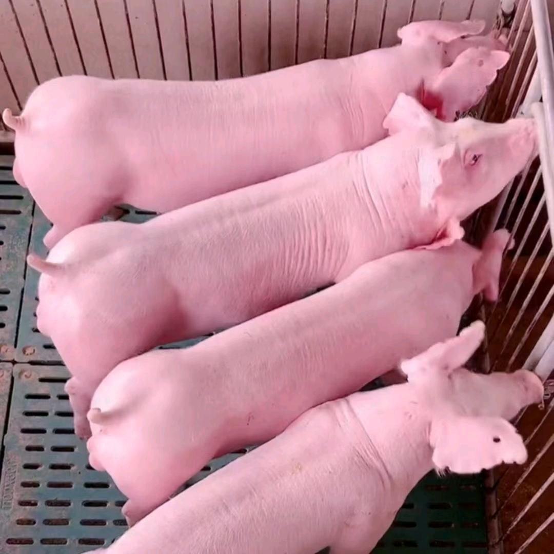 原种母猪种猪场