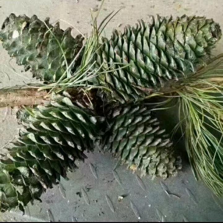 小胖松松仁
