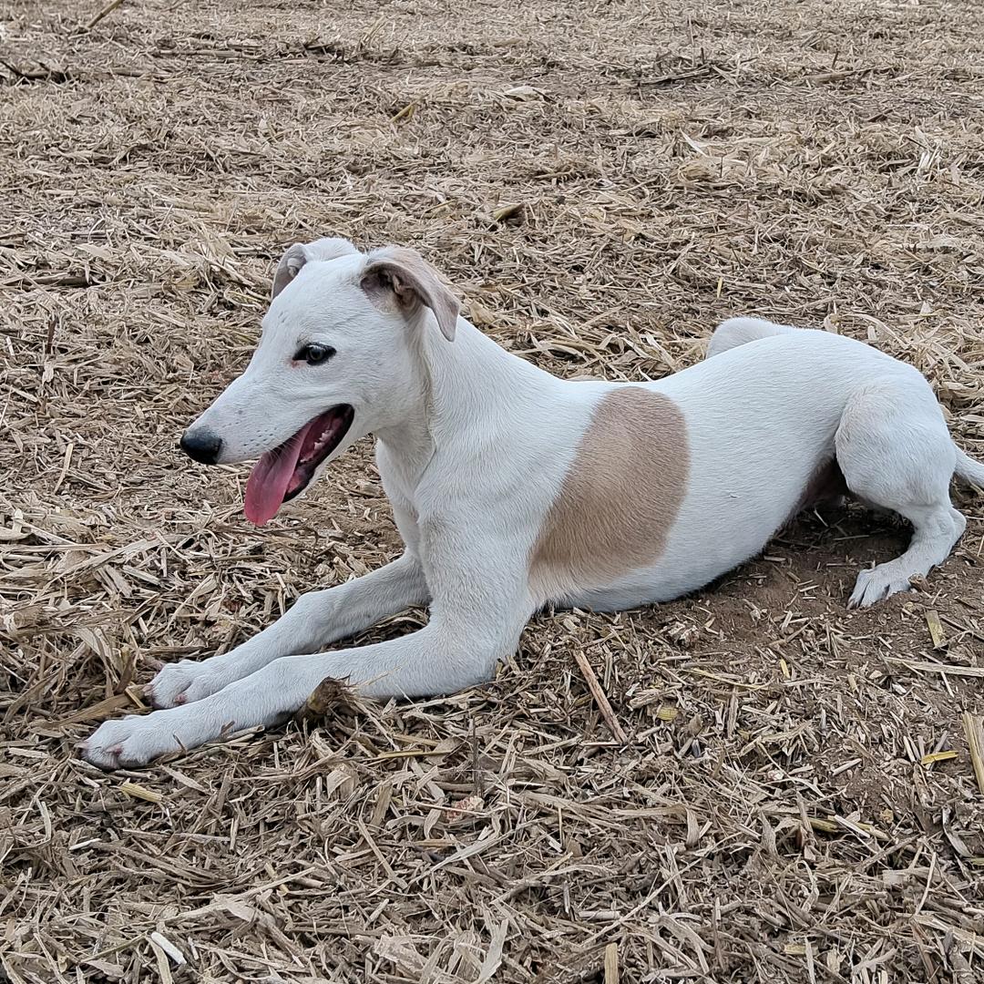 小凯犬舍