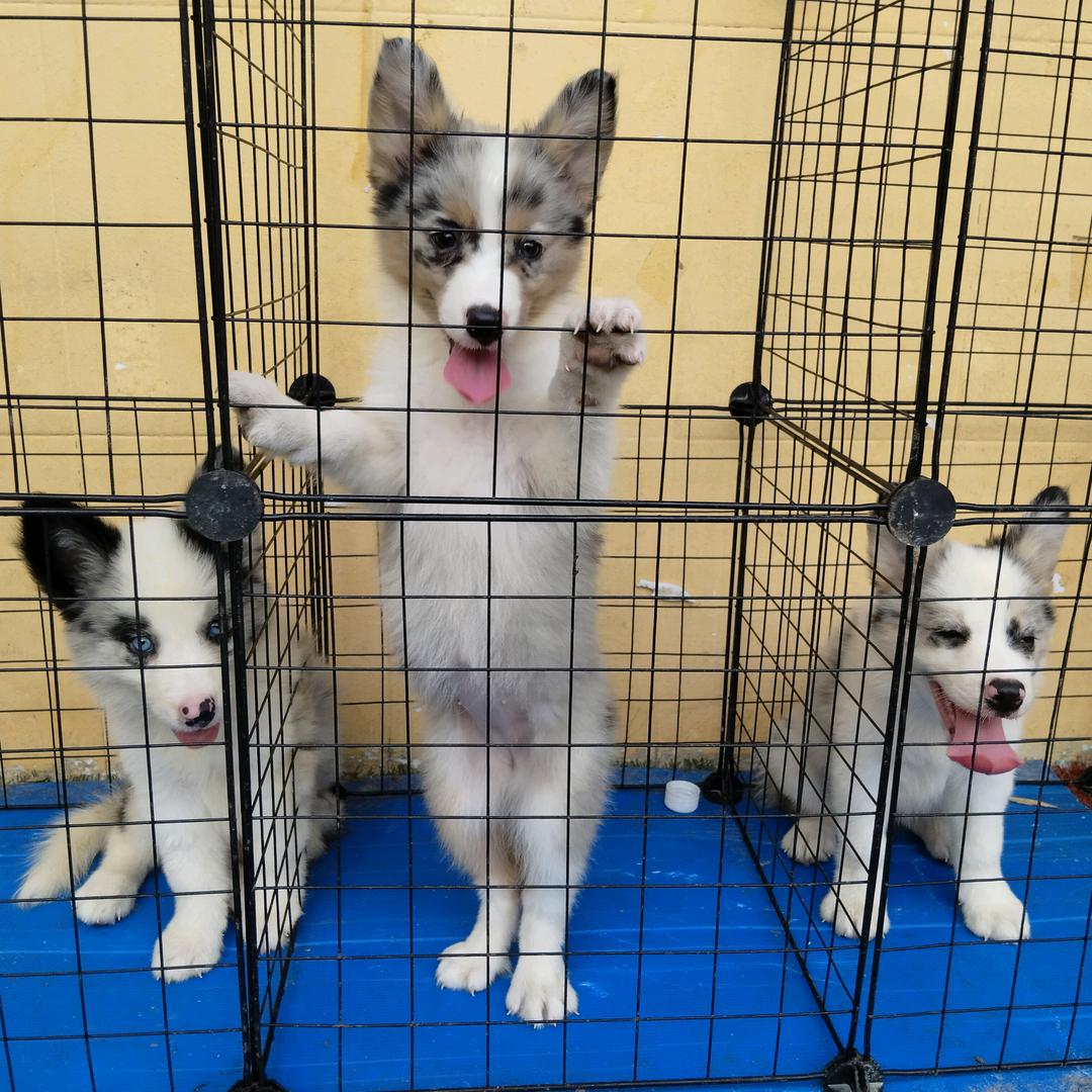 豫鑫源犬舍