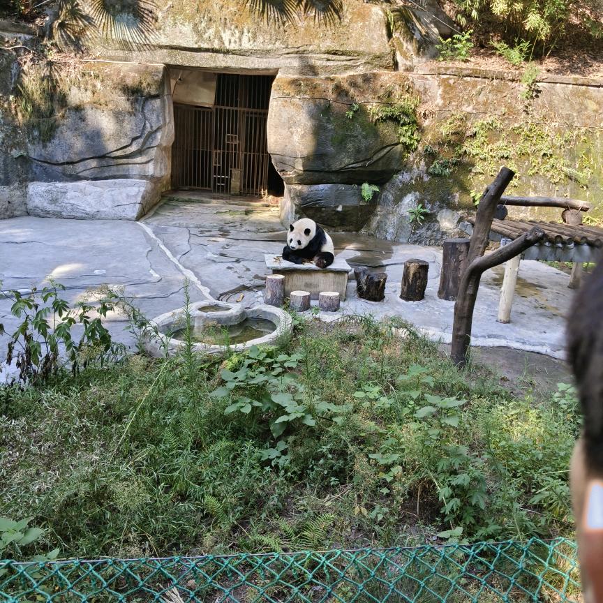 苟分王