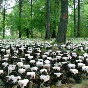 莱莱东北森林特产