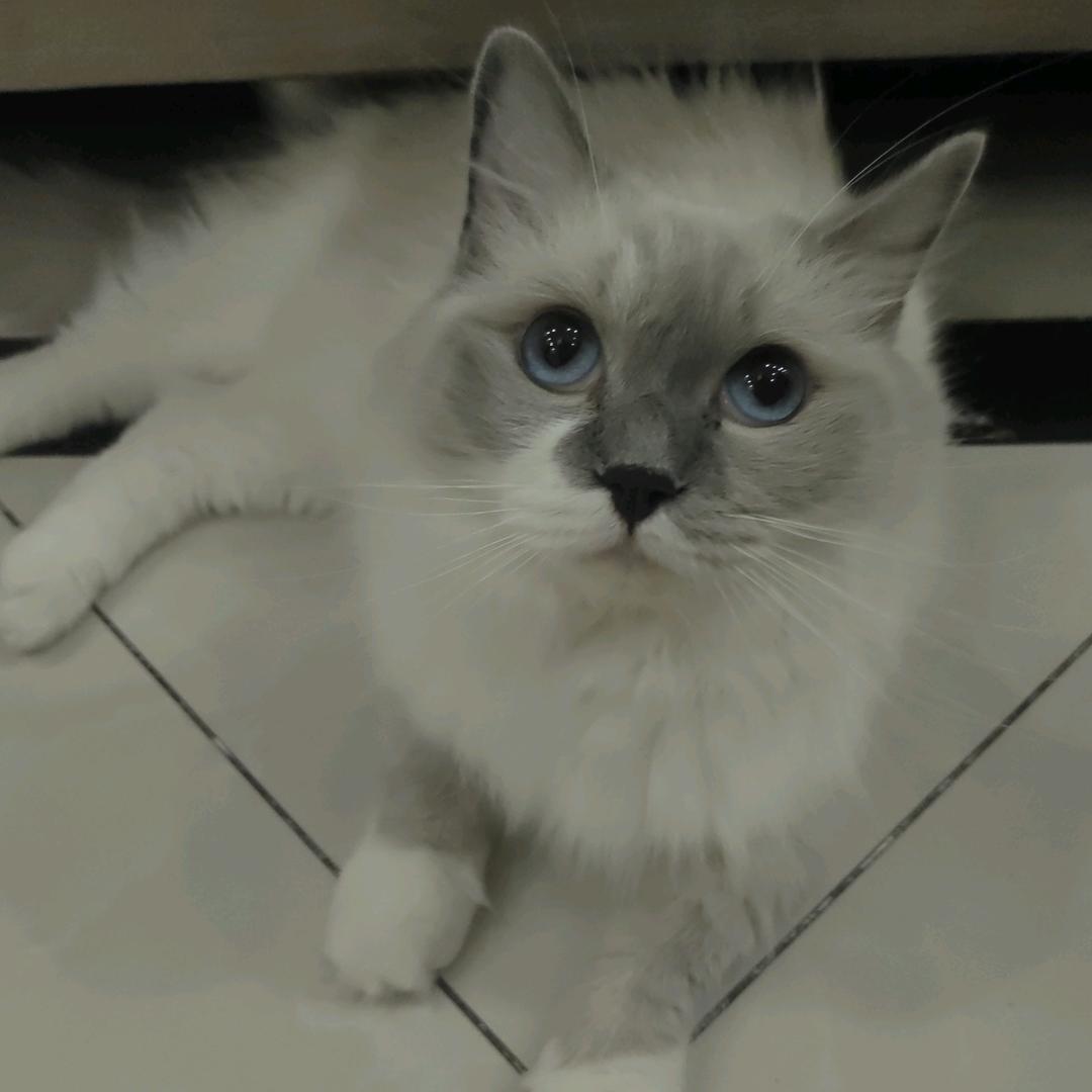 秋水丽人