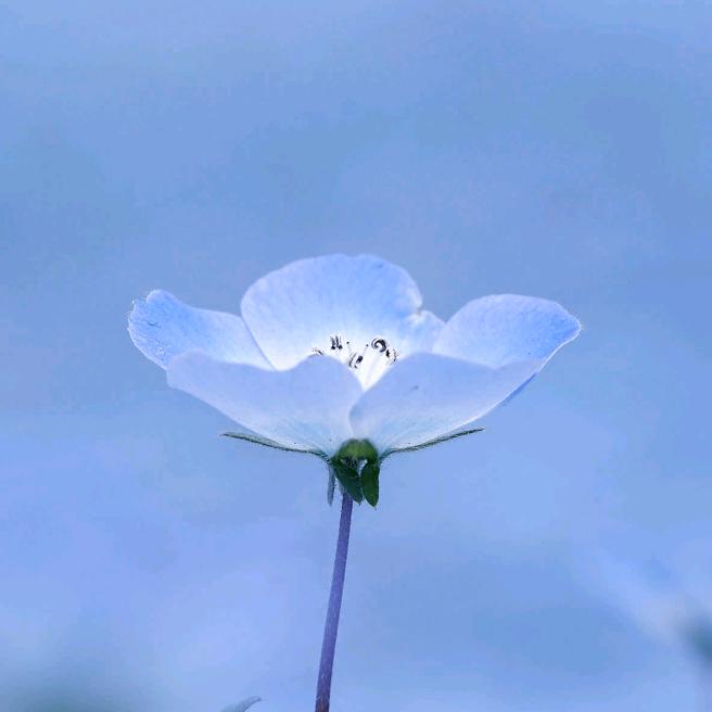 瑞雪飘飘🌼🌼🌼🌼🌼
