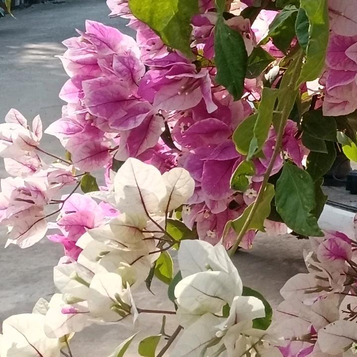 美妙多彩
