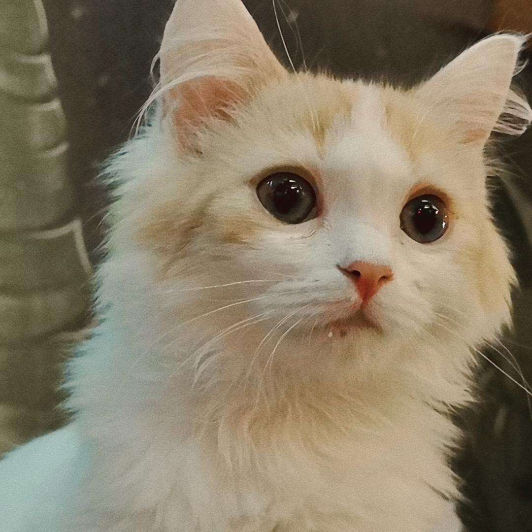 AAA美羊羊