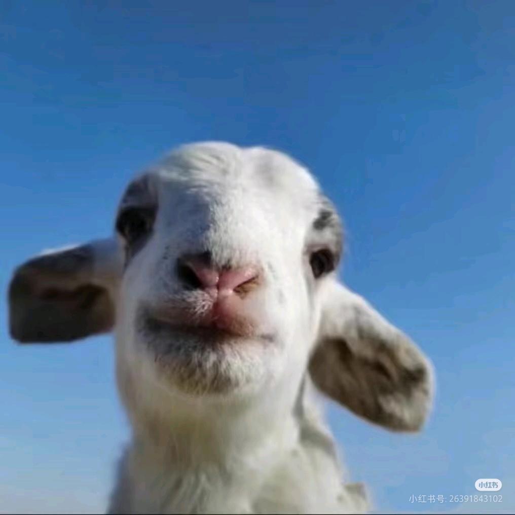 皮蛋solo粥🍚
