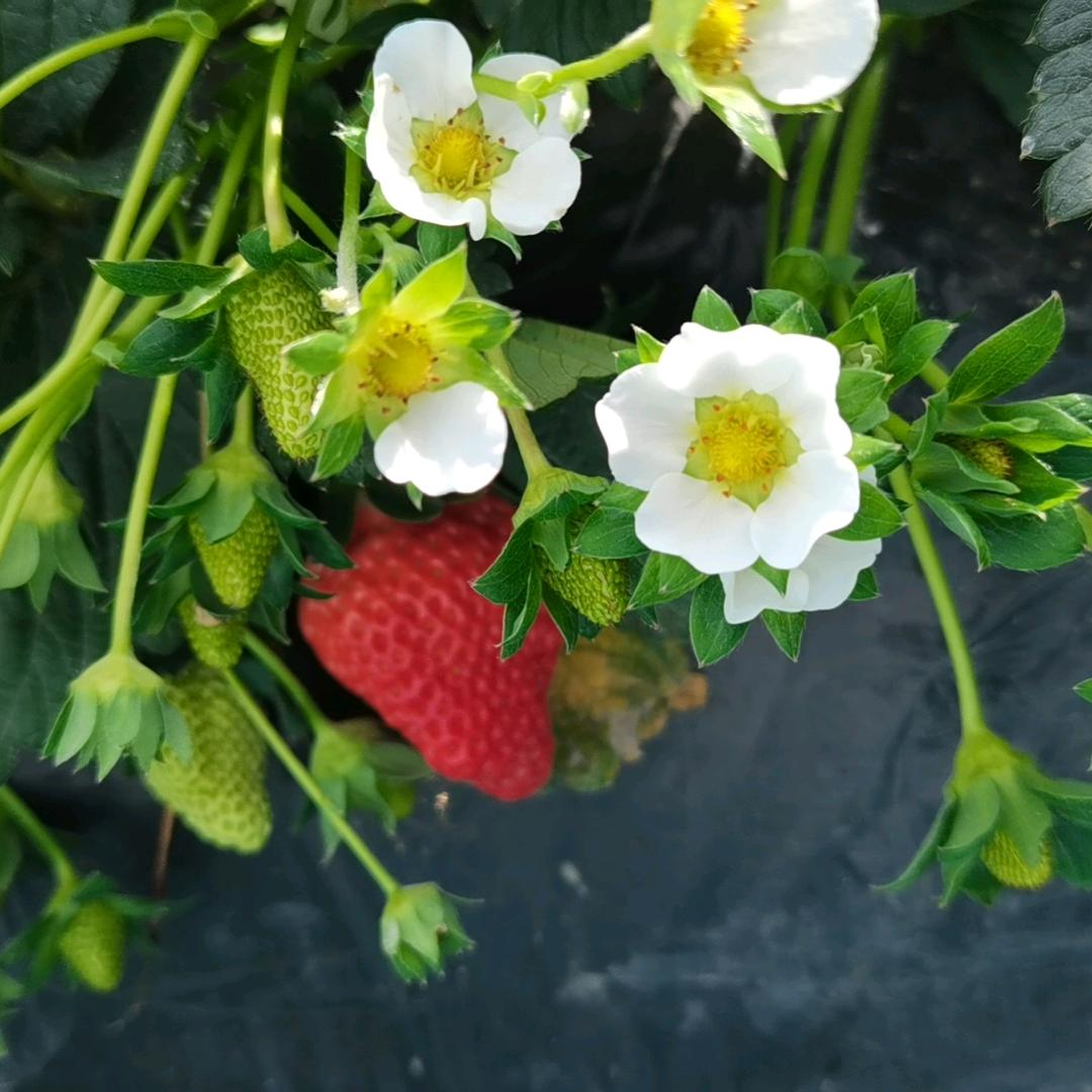 ღᩚ᭄ 💘幸运ৡᩚ࿐