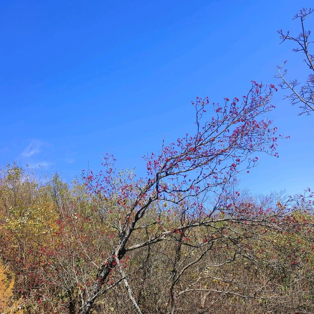农村土菜籽油