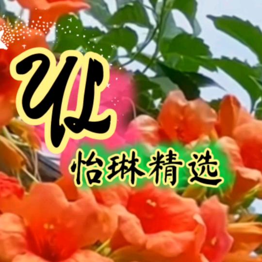 @怡琳精选