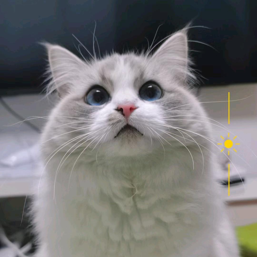 刘——
