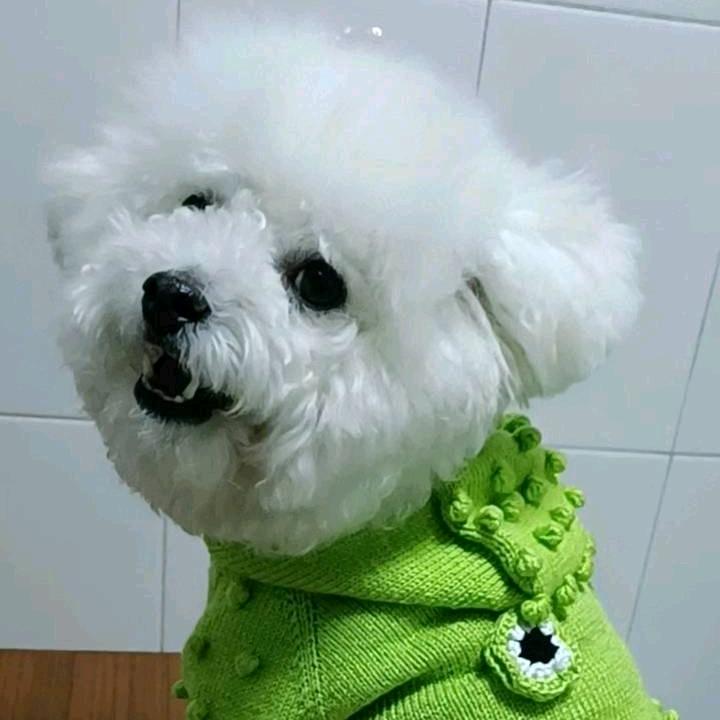 家有逆子小白