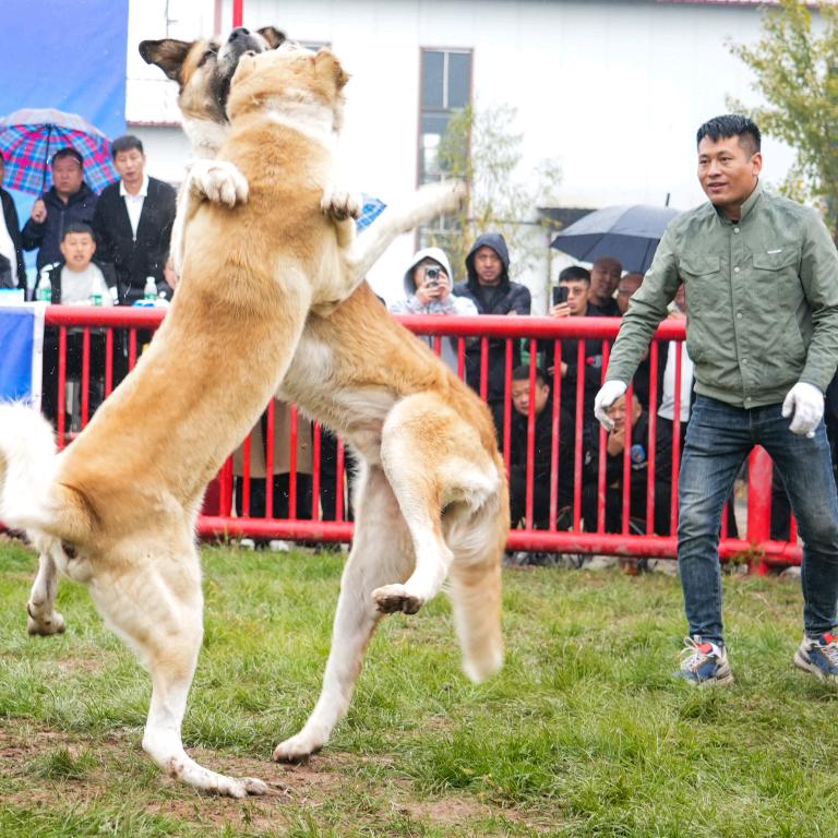 农村人
