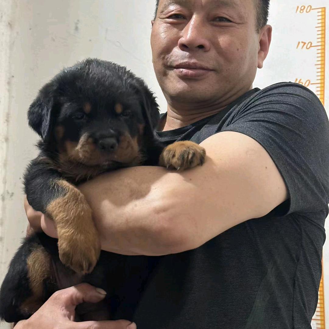 闫师傅爱养狗