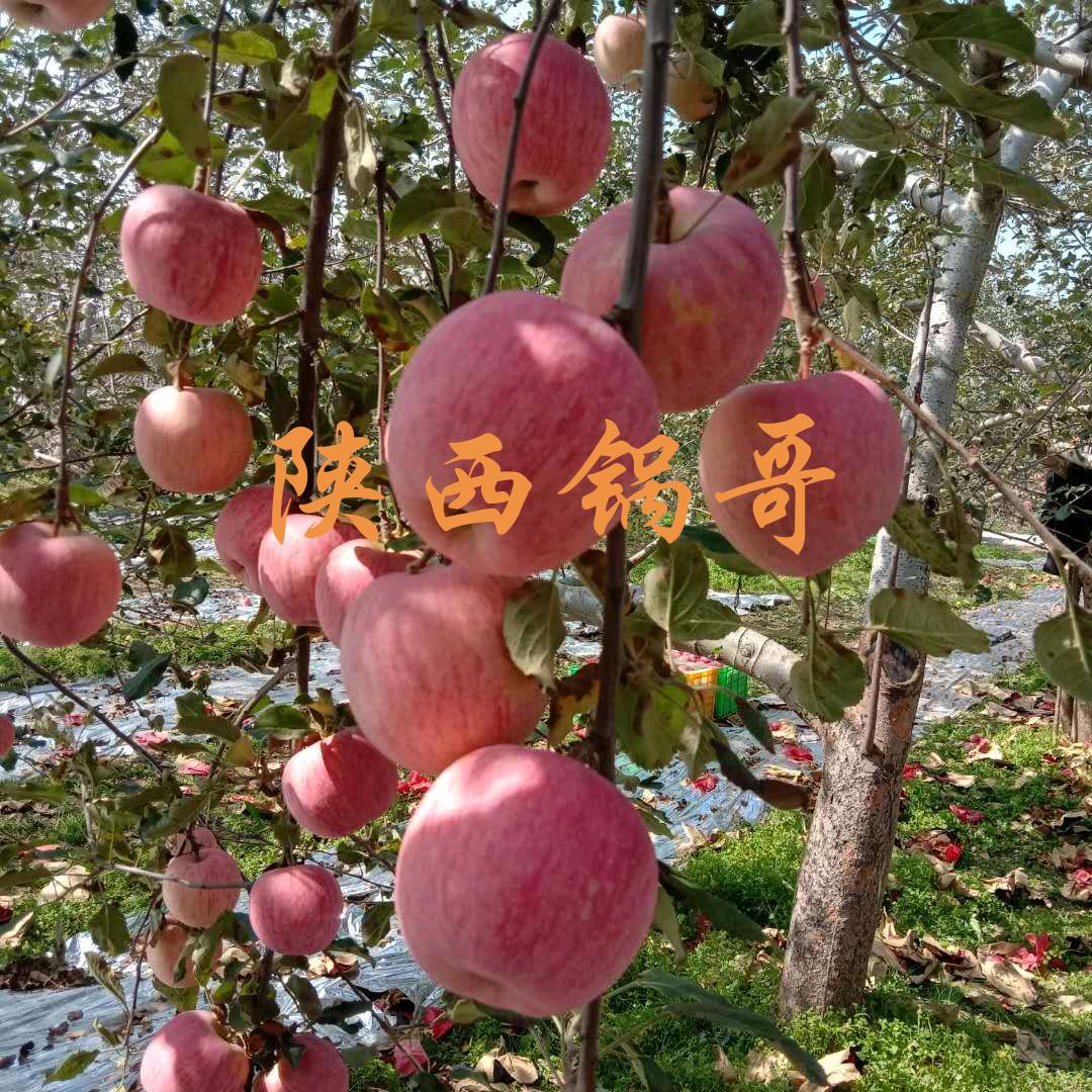 陕西锅哥