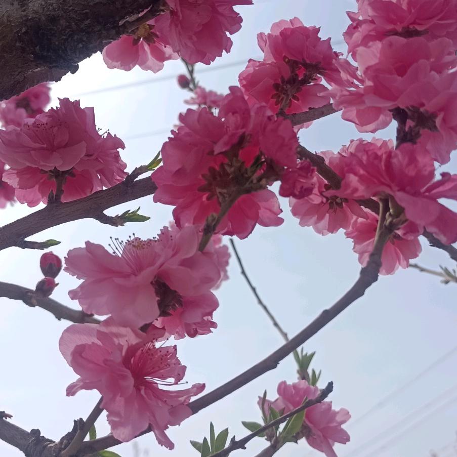 风铃