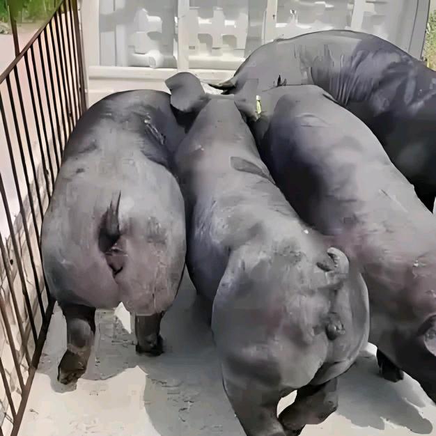 育种级国寿黑种猪