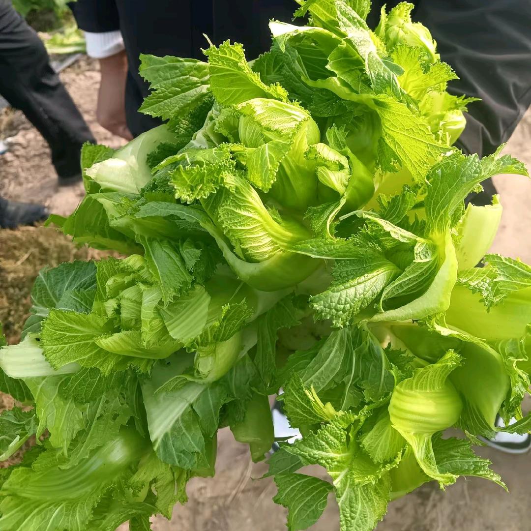 中国儿菜，欢迎打扰