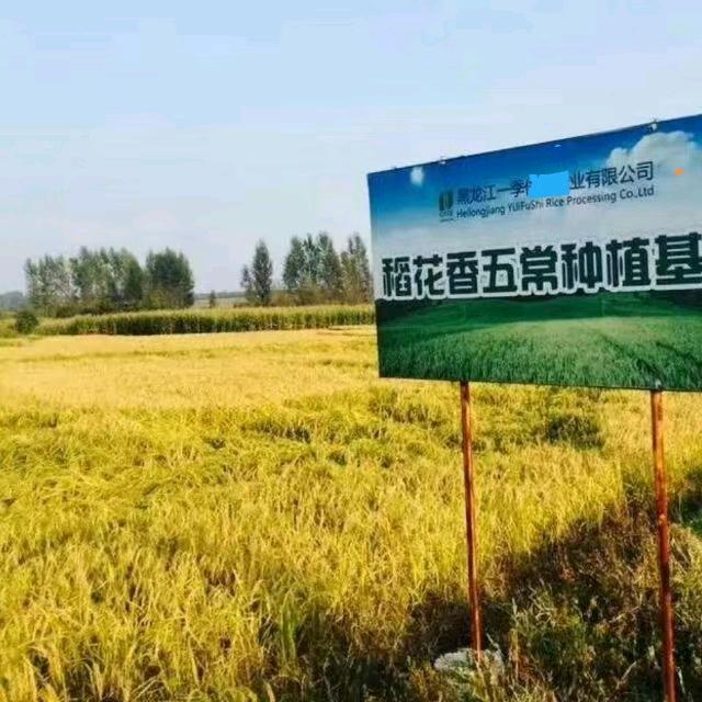 黑龙江五常，水稻专业合作社