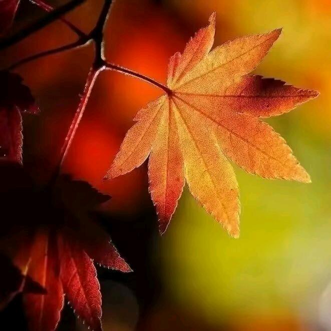 秋韵🍁🍁•迦慧