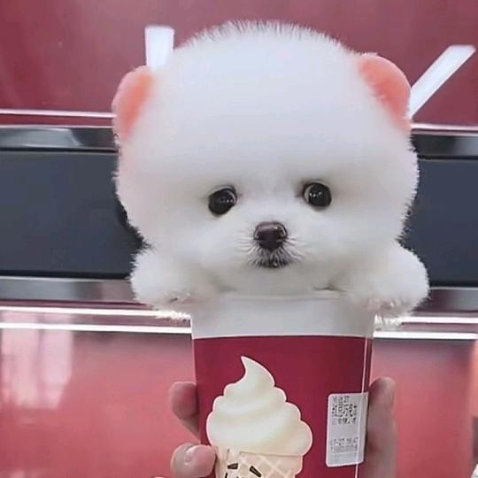 胜田犬业可爱呆萌博美茶杯犬