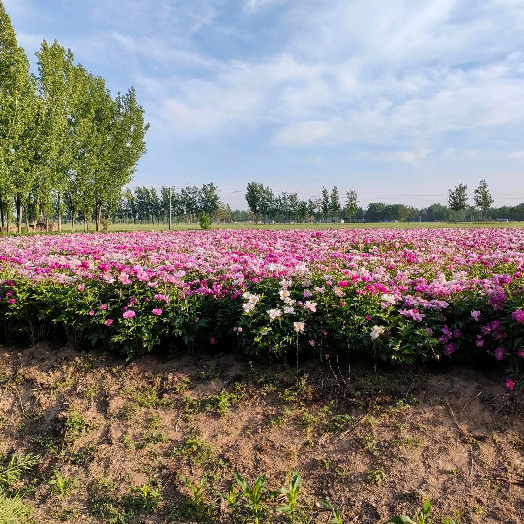 心死了不会在相信认和一个男人