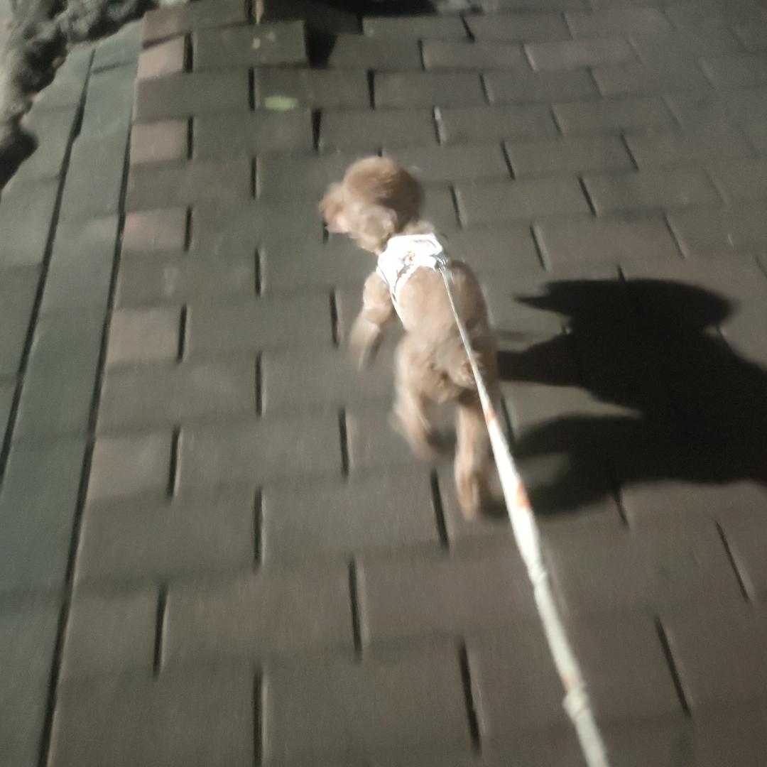 小梅的摆摊日记